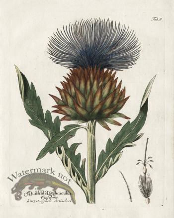 Artichoke Thistle or Cardoon